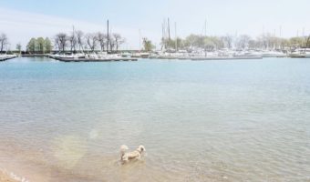 Montrose Dog Beach Chicago