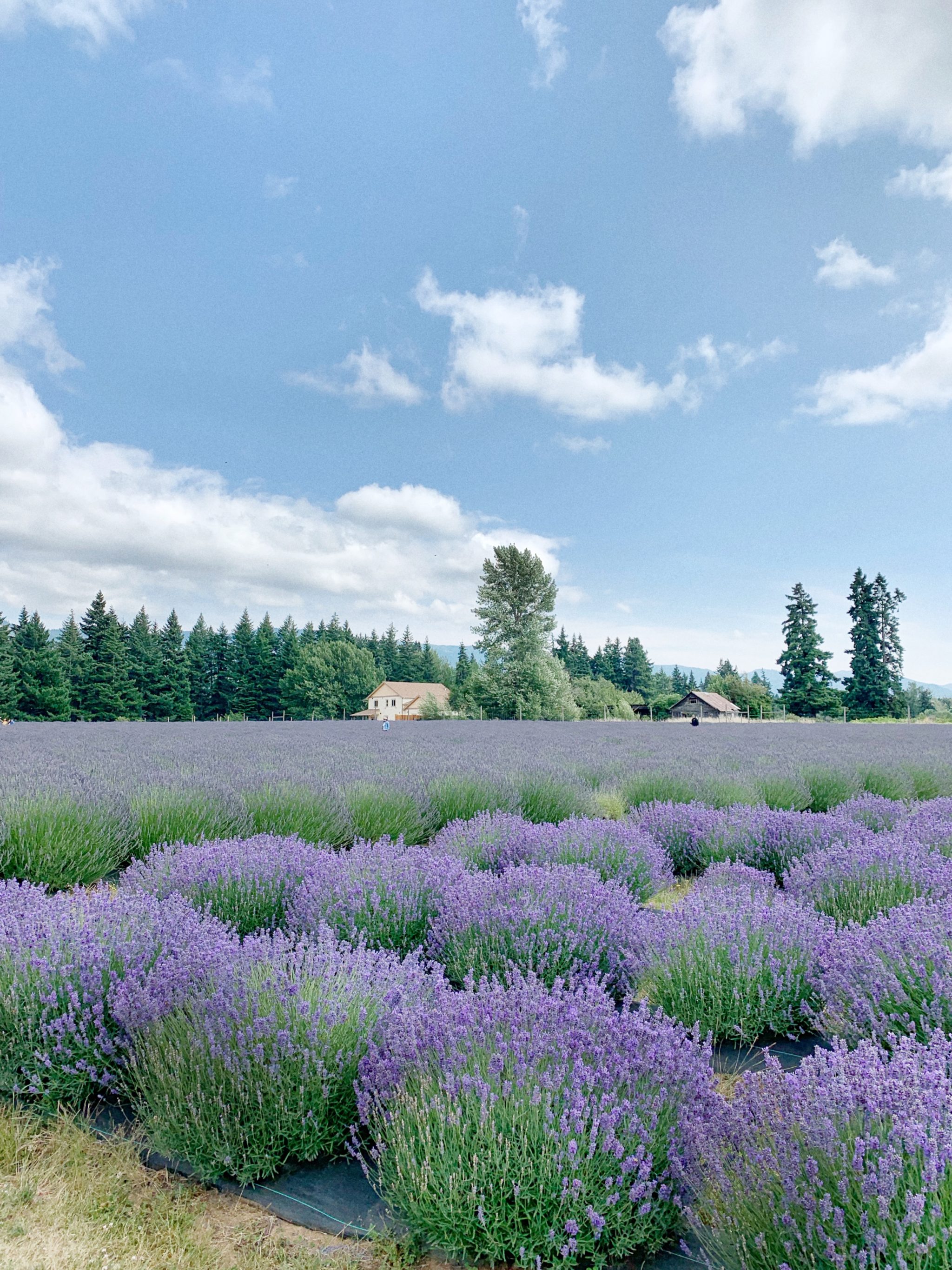 Lavender Valley Portland